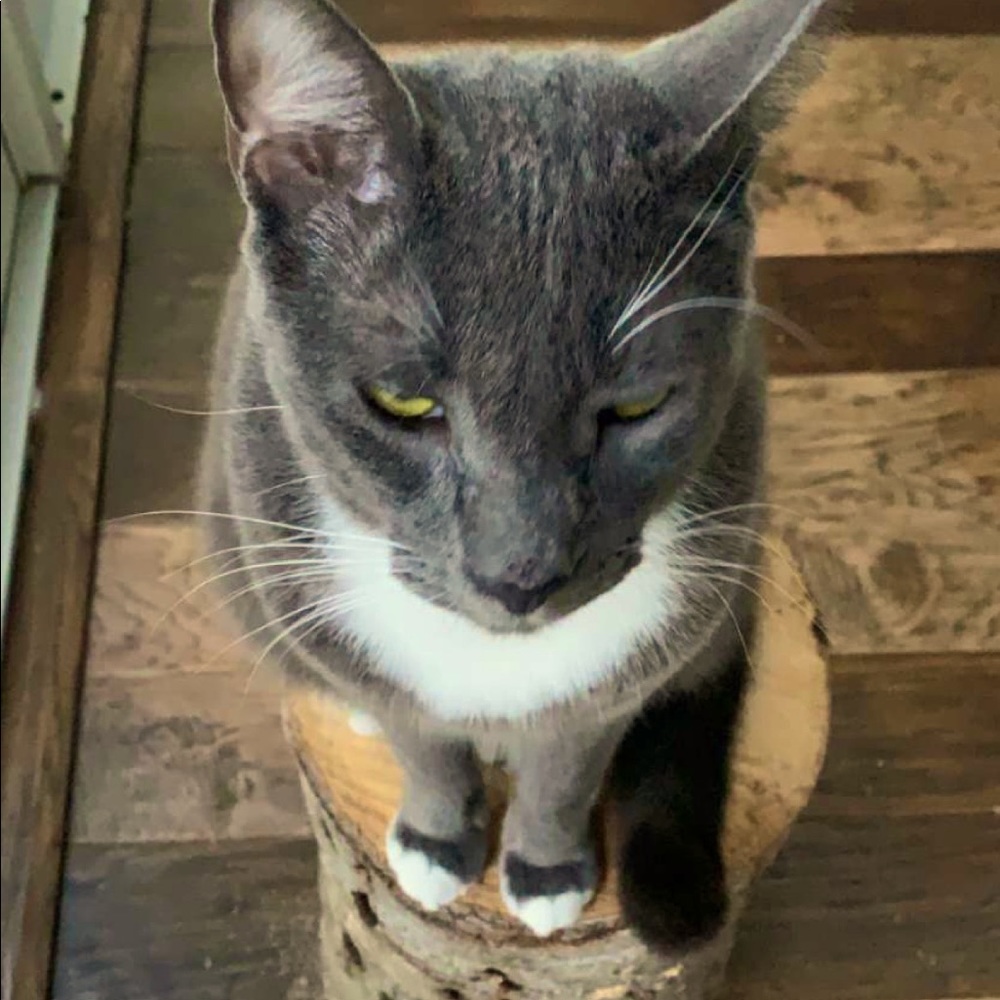 Meet your posher, Blue
